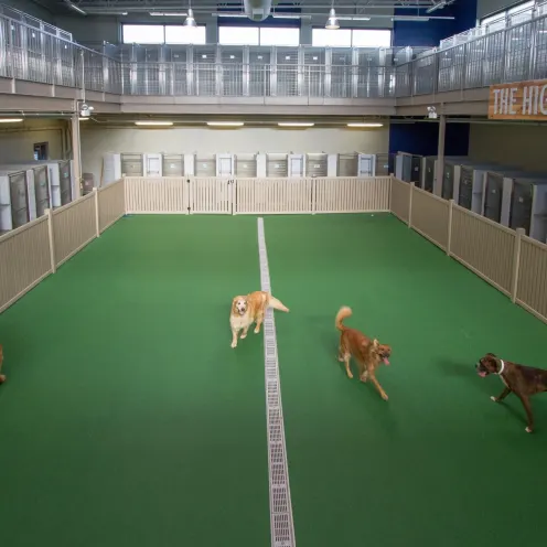 dogs in indoor play area